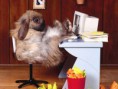 /album/galerie-de-photos-images-droles-sur-les-autres-animaux/a5658y4zu-jpg/