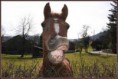 /album/galerie-de-photos-images-droles-sur-les-autres-animaux/images-jpg/